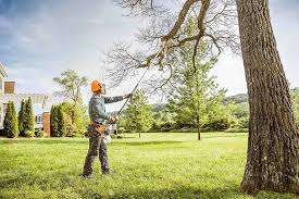 Best Commercial Tree Removal  in Norwood, NJ